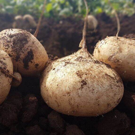 benih sengkuang/jicama/bangkuang seed Lazada PH