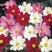 ของแท้ 100% เมล็ดพันธุ์ ดาวกระจาย เซนเซชั่นคละสี ดอกคอสมอส (Mixed Color Sensation Cosmos Flower Seed) บรรจุ 100 เมล็ด เมล็ดดอกไม้สวย ต้นไม้มงคล ต้นไม้ประดับ พันธุ์ดอกไม้ ต้นไม้จิ๋วจริง ดอกไม้จริง ต้นไม้ฟอกอากาศ บอนไซ ผักสวนครัว Flower Seeds Plant