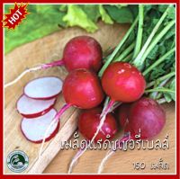 150+ เมล็ด แรดิชเชอรี่เบลล์ Cherry Belle Radish เมล็ดแรดิชเชอรี่เบลล์ เมล็ดแรดิช แรดิช เมล็ดพันธุ์แรดิช