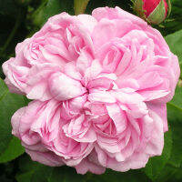 10 เมล็ดพันธุ์ Hybrid Perpetual Rose Seeds พันธุ์นอก ดอกใหญ่ ไม้ยืนต้น สายพันธุ์ Sidonie ออกดอกสีชมพู