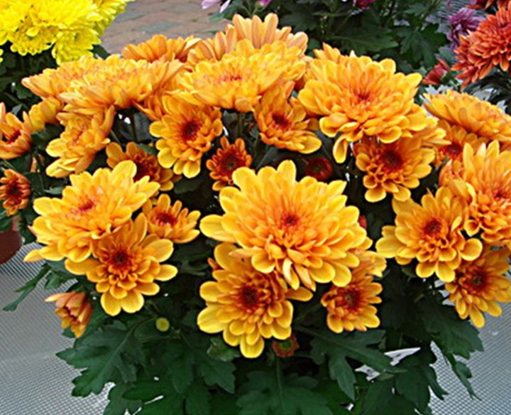 ขายส่ง-100-เมล็ด-เมล็ดเบญจมาศ-chrysanthemum-ดอกมัม-ดอกไม้มงคลแห่งเอเซีย-เมล็ดพันธุ์นำเข้า-ไม้ตัดดอก-ดอกไม้-จัดสวน-ไม้ดอกไม้ประดับ-พืชจัดสวน