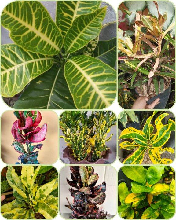 SAN FRANCISCO DIFFERENT VARIETIES PLANTS REAL PLANTS READY TO PLANTS