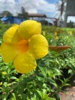 ต้นบานบุรี(เหลือง/ม่วง)#Allamanda cathatica ไม้ดอกกลางแจ้งปลูกง่าย ออกดอกตลอดปี ชอบแสงแดดจัด สูงประมาณ25-35cm.ถุงดำขนาด4.5*9นิ้ว