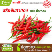 เมล็ดพันธุ์ พริกจินดาแดง 100เมล็ด อัตราการงอก95% (แถมฟรี!!!เมล็ดดอกทานตะวัน)ปลูกง่าย เมล็ดคุณภาพ เก็บไว้ได้1ปี