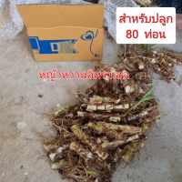 หญ้าหวานอิสราเอล ท่อนพันธุ์สำหรับปลูก80ท่อน ปลูกหญ้าขาย อาหารสัตว์ลดต้นทุนเป็ดไก่ห่าน หญ้าหวานโปรตีนสูง20%