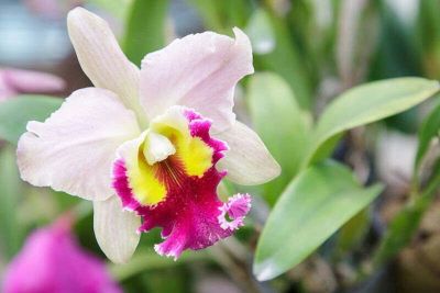 30 เมล็ดพันธุ์ เมล็ดกล้วยไม้ แคทลียา (Cattleya Orchids) Orchid flower seed อัตราการงอก 80-85%.