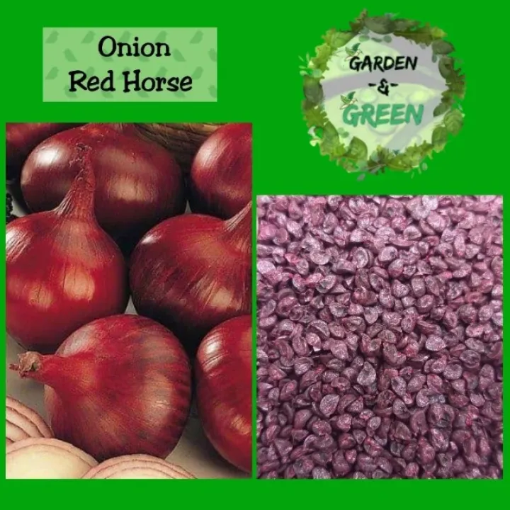 Onion Red Horse (25seeds ︎1gram) Lazada PH