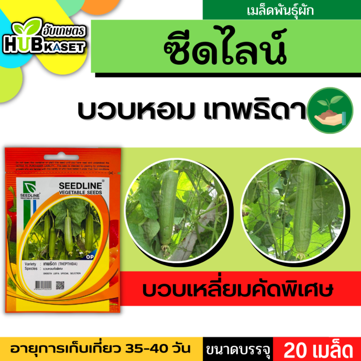 ซีดไลน์ 🇹🇭 บวบหอมคัดพิเศษ เทพธิดา ขนาดบรรจุประมาณ 20 เมล็ด อายุเก็บเกี่ยว 35-40 วัน