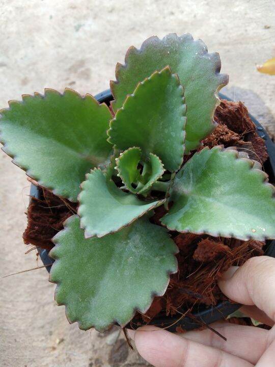 เศรษฐีพันล้าน-kalanchoe-hybrid-เป็นไม้มงคลเสริมความร่ำรวย-ทำมาค้าขึ้น-ทนแล้ง-เลี้ยงง่าย-ชอบแดด-กระถาง5นิ้ว