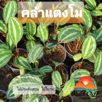 ต้นคล้าแตงโม คล้าแตงโม,คลุ้ม,พุทธรักษาน้ำ,เทพรักษา (Calathea) ไม้มงคลช่วยคุ้มครองรักษาและให้มีความสงบสุข