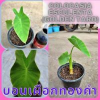 Colocasia Gold Taro ต้นบอนเผือกทองคำ น่าสะสม 1 ต้น จัดส่งไปพร้อมกระถาง