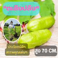 #1ต้น# ต้นพันธุ์ตะลิงปลิง ต้นตะลิงปลิง (ขนาดใหญ่) เปรี้ยวสะใจ ตะลิงปลิง ต้นพันธุ์พร้อมปลูก สินค้าพร้อมส่ง