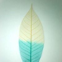 โครงใบไม้ ใบยาง สี Natural/Turquoise (Standard Rubber Skeleton Leaves)