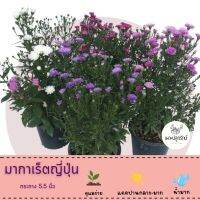 ต้นมาร์กาเร็ต สีม่วง/บานเย็น/ชมพู/ขาว  #Marguerite Daisy (F17) กระถาง 5.5 นิ้ว