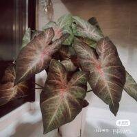 เมล็ดพันธุ์ seeds ️พร้อมส่ง ️ ต้นอโกลนีมา ซูเปอร์เรด Super Red   Mixed Colorful Caladium Seeds บอนสีสวยๆ เมล็ดดอก