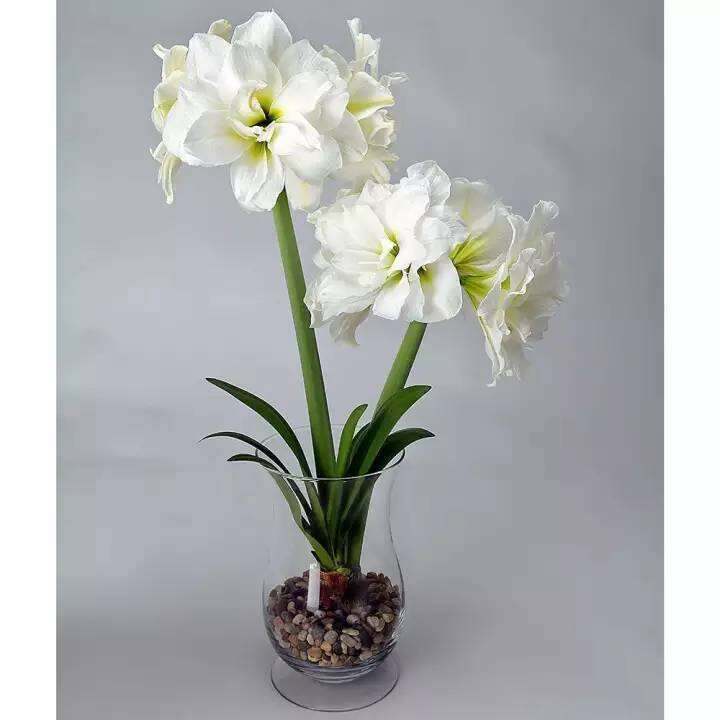 1-หัวว่าน-ว่านสี่ทิศฮอลแลนด์-amaryllis-hippeastrum-alfresco-18-24-ซม-สินค้านำเข้า-แช่เย็นแล้ว-หัวขนาดใหญ่-สินค้าจำนวนจำกัด