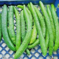 เมล็ดพันธุ์ แตงกวาญี่ปุ่น แบบผลยาว (Japanese Long Cucumber Seed) บรรจุ 20 เมล็ด คุณภาพดี ราคาถูก ของแท้ 100%