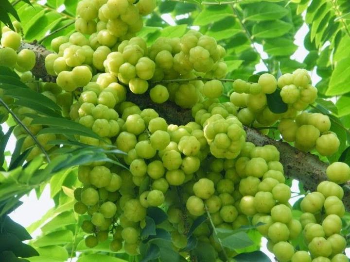 [Hot Selling] Pokok Cermai/ Live Plants Malay gooseberry | Lazada