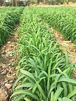 ขายส่ง 100,000 เมล็ด เมล็ดหญ้ากัมบ้า Andropogon gayanus พืชตระกูลหญ้า เมล็ดพันธ์หญ้า หญ้าอาหารสัตว์ หญ้าพันธุ์ หญ้ารูซี่ หญ้ากินนี หญ้าอะตราตัม