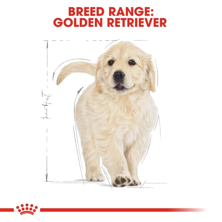 royal-canin-golden-puppy-12-kg-อาหารเฉพาะสายพันธุ์สำหรับลูกโกลเด้นรีทรีฟเวอร์-ไม่เกิน-1-ปี