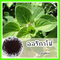 พร้อมส่ง ❗ รหัส 054 เมล็ดพันธุ์แท้ OP แท้  ออริกาโน่ แท้ดั้งเดิม - พันธุ์ Common Oregano Italian