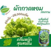 เมล็ด ผักกาดหอม รองจาน จำนวน 29,000 เมล็ด (65 กรัม) คลื่นหยัก สุดสดชื่น