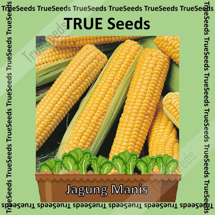 💖TRUE SEEDS💖 BIJI BENIH JAGUNG - 20 VEGETABLE SEED 蔬菜种子, KETUMBAR ...