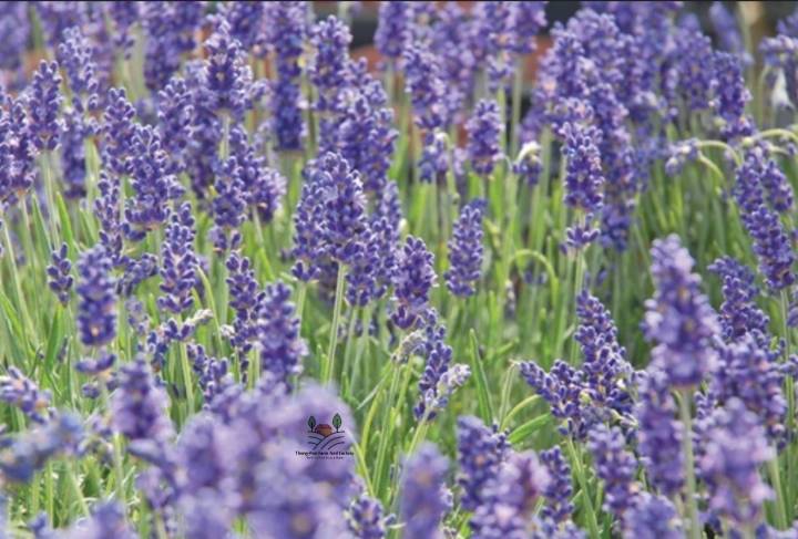 ลาเวนเดอร์-lavender-seed-เมล็ดพันธุ์ลาเวนเดอร์ฮอลแลนด์-บรรจุ-20-เมล็ด-10-บาท