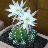 echinopsis subdenudata บอลลูน ลูกเต้า