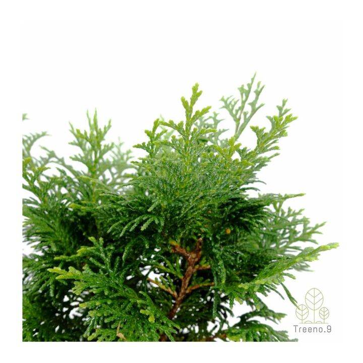 woww-สุดคุ้ม-t307-สนฮิโนกิแบบพุ่ม-hinoki-cypress-กระถาง-6-นิ้ว-สูง-20-25-cm-ต้นไม้ประดับแนวญี่ปุ่น-นำไปดัดเป็นสนบอนไซก็ได้-ราคาโปร-พรรณ-ไม้-น้ำ-พรรณ-ไม้-ทุก-ชนิด-พรรณ-ไม้-น้ำ-สวยงาม-พรรณ-ไม้-มงคล