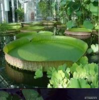 เมล็ดพันธุ์ 5 เมล็ด บัววิกตอเรีย (Victoria) ใบบัวใหญ่ หรือ บัวกระด้ง (อังกฤษ seeds: Victoria waterlily) Unseen Thailand บัวกระด้งยักษ์ผู้ใหญ่ยืนได้