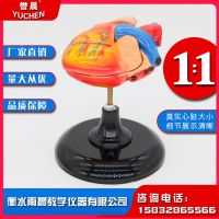 1:1 real heart anatomy model scale is suitable for the physiological anatomy related colleges teaching quality guarantee