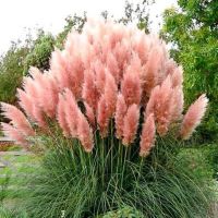 100 เมล็ดหญ้า หญ้าภูเขา หญ้าแพมพัส Pampas grass แปมปัส นำเข้าจาก USA อัตราการงอก 80-85%