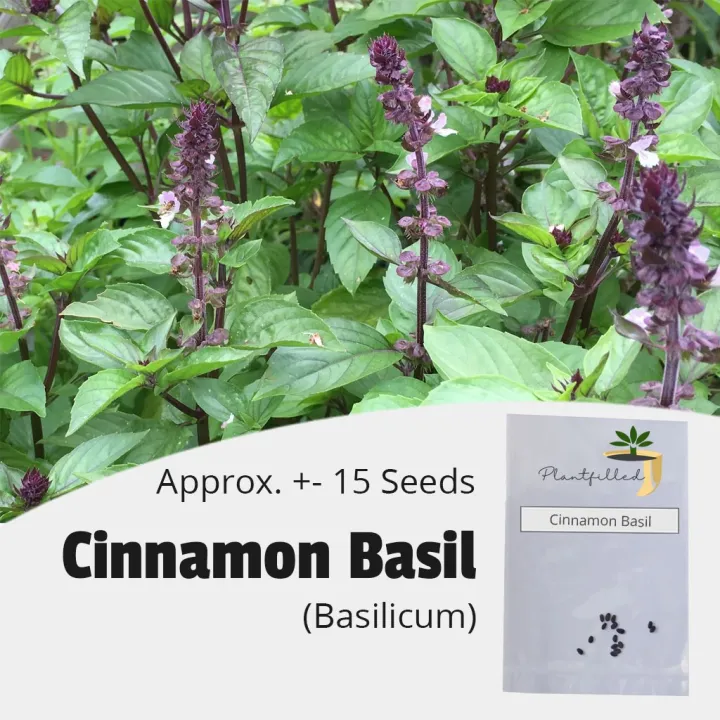 [PLANTFILLED] Cinnamon Basil Seeds for Planting Herb 15 Seeds