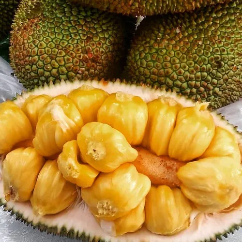 Bibit Pohon Nangka Cempedak | Buah Campedak | Okulasi | Lazada Indonesia