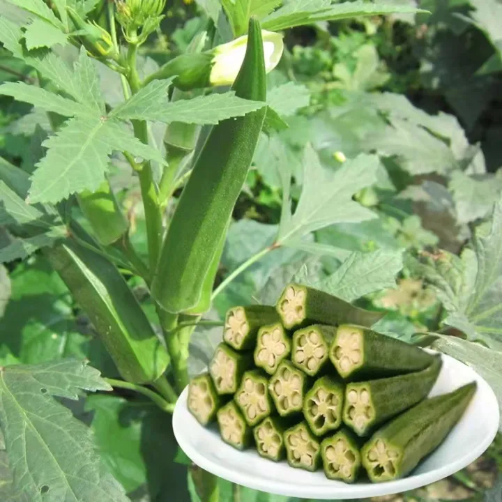Biji Benih BENDI 50 Seeds Mixed Varieties Organic Okra Seeds for ...