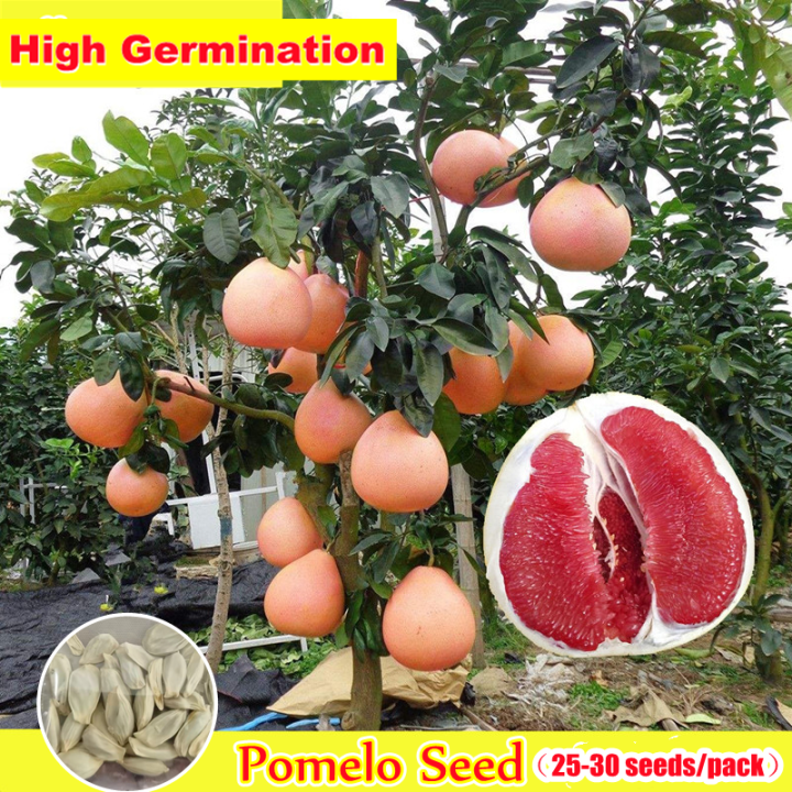 Seed for SaleDavao Pomelo Bonsai Seeds for Planting Heirloom Variety ...