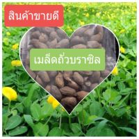 (โปร++) เมล็ดพันธ์ ถั่วบราซิล บรรจุ 500 เมล็ด ตกแต่งสวน ตกแต่งสนามหญ้า พืชคลุมดิน บำรุงดิน ส่วนลด เมล็ดพันธุ์ พันธุ์ข้าว เมล็ดหญ้า เมล็ดข้าวโพด