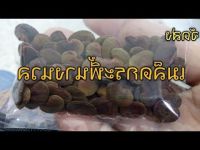 40 เมล็ด เมล็ดพันธุ์ กระพี้นางนวล Dalbergia cana Graham ex Kurz