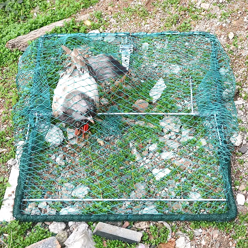 DSQSTMR Pigeon Bird Trap Trapping Hunting Quail Cage Sparrow Spring  Starling Catching Net Traps for Trapping