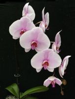 30 เมล็ดพันธุ์ เมล็ดกล้วยไม้ ฟาแลนนอปซิส (Phalaenopsis Orchids) Orchid flower seed อัตราการงอก 80-85%