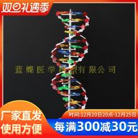 DNA structure model of the double helix structure of the large high school biology teaching instrument