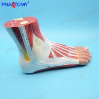 Medical plantar foot joint muscle ligament of the ankle joint arch model specimens of human body pain medicine movement