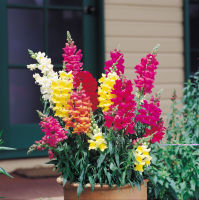 เมล็ดพันธุ์  ดอกสแนปดราก้อน คละสี (Mixed Snapdragon Flower Seed) บรรจุ 1000 เมล็ด คุณภาพดี ของแท้ 100%