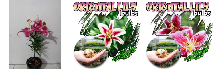 Port galerij Beringstraat ORIENTAL LILY BULBS (Description. This mix of oriental lilies is sure to  bring a splash) | Lazada PH