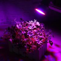 ไฟLED ไฟ Spotlight LED ไฟ Grow Light 6W 60LED E27 ไฟปลุกต้นไม้ ไฟช่วยต้นไม้ตัวเร็ว