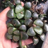 ( Pro+++ ) (riyt)Haworthia Crystal Ball springbokvlakensi 6-7cm กุหลาบหินนำเข้า ไม้อวบน้ำ Succulents (ไลทอป Lithops แคคตัส cactus） ราคาคุ้มค่า พรรณ ไม้ น้ำ พรรณ ไม้ ทุก ชนิด พรรณ ไม้ น้ำ สวยงาม พรรณ ไม้ มงคล