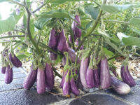 Fairytale Eggplant (10seeds)มะเขือแฟรีเทล(10เมล็ด)