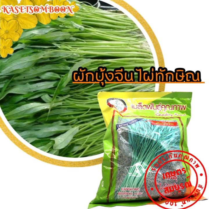 ผักบุ้งจีน-ไผ่ทักษิณ-เมล็ดพันธุ์-1-กก-ตราต้นไผ่