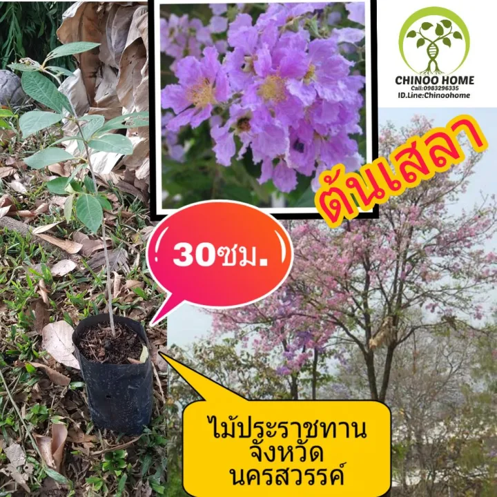 ต้นเสลา (อินทรชิต) ต้นไม้ตายในระหว่างขนส่ง เคลมฟรี
